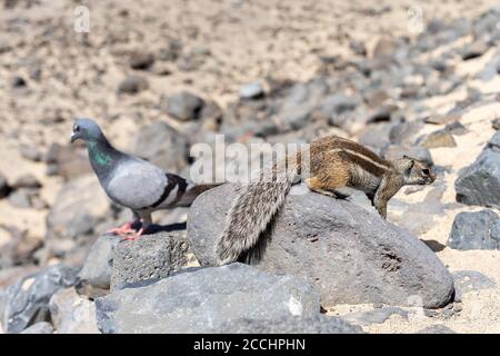 L'écureuil de Barbarie (Atlantoxerus getulus). Fuerteventura. Îles Canaries. Espagne. Banque D'Images