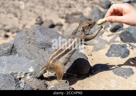 Alimentation manuelle de l'écureuil de Barbarie (Atlantoxerus getulus). Fuerteventura. Îles Canaries. Espagne. Banque D'Images