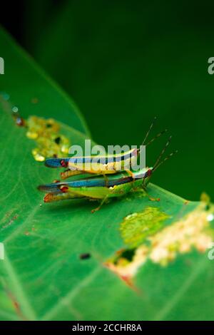 Macro photographie de Grasshopper sur la feuille verte dans la forêt Banque D'Images