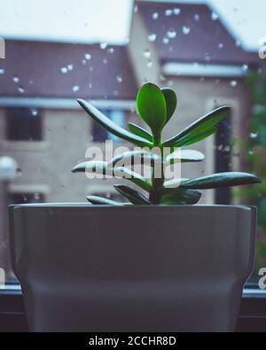 Plante à l'intérieur, pluie à l'extérieur Banque D'Images