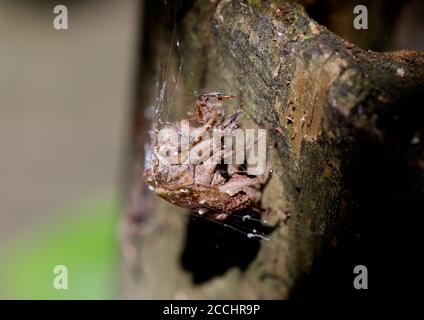 Cicada exosquelette au lac Reelfoot Banque D'Images