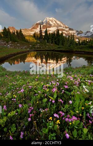 Le mont Rainier se reflète dans un petit étang dans les prés de Spray Park, parc national du mont Rainier, État de Washington, États-Unis Banque D'Images