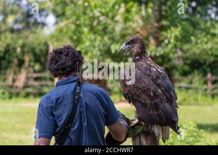 Falconer vu de derrière à côté d'un aigle doré placé sur un poteau pour l'entraînement, grand oiseau américain tiré à l'extérieur sur un fond vert naturel Banque D'Images