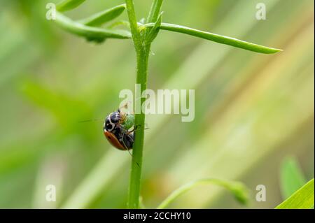 Coccinelle (Coccinella septempunctata) mangeant sa proie, qui est un puceron. Macro, gros plan. Banque D'Images