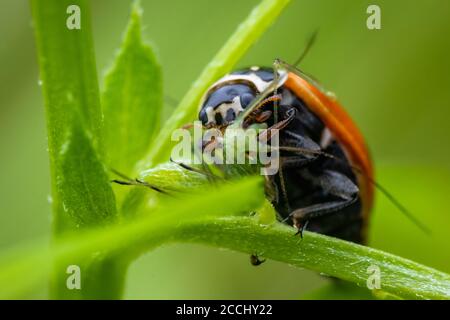 Coccinelle (Coccinella septempunctata) mangeant sa proie, qui est un puceron. Macro, gros plan. Banque D'Images