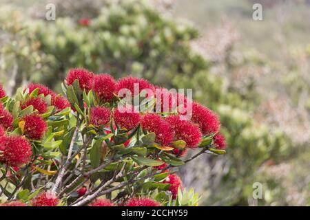 Vue rapprochée de pohutukawa en pleine floraison avec mer sur fond. Banque D'Images