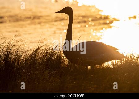 Cygne trompettiste au lever du soleil (cygnus buccinator). Zone de gestion de la faune de Crex Meadows, Grantsburg, WI. Fin mai. Banque D'Images