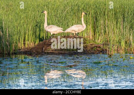 Cygnes trompettiste (Cygnus buccinator) debout sur un pavillon de castor, juin, WI, États-Unis, par Dominique Braud/Dembinsky photo Assoc Banque D'Images