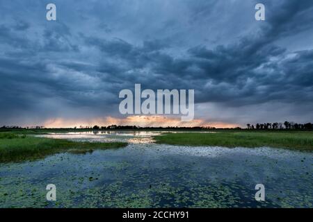 Approche des orages au-dessus des zones humides, au coucher du soleil, été, WI, Etats-Unis, par Dominique Braud/Dembinsky photo Assoc Banque D'Images