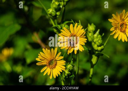 Le tournesol joyeux ou le tournesol vivace, est une plante de la famille des pâquerettes. Il est répandu dans des endroits dispersés dans une grande partie du Canada Banque D'Images