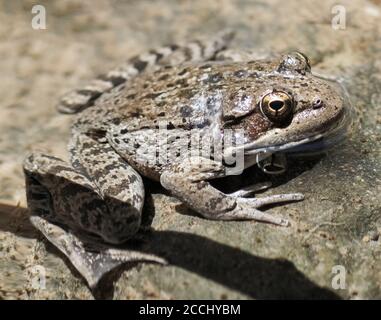 Grenouille adulte à pattes rouges californiennes Parc régional de Sunol, comté d'Alameda, Californie, États-Unis. Banque D'Images