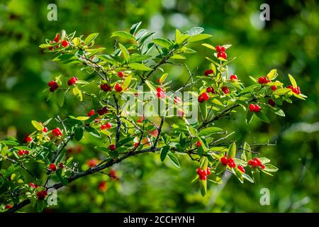 Arbuste Tatarian Honeysuckle aux baies rouges Banque D'Images