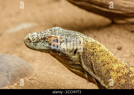 Le dragon de Komodo (moniteur de Komodo), Varanus komodoensis, la plus grande espèce existante de lézard. Indonésie. Banque D'Images