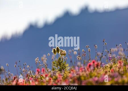 Prairie de fleurs sauvages subalpine le long de la Pacific Crest Trail dans la nature sauvage de Goat Rocks, forêt nationale de Gifford Pinchot, État de Washington, États-Unis Banque D'Images