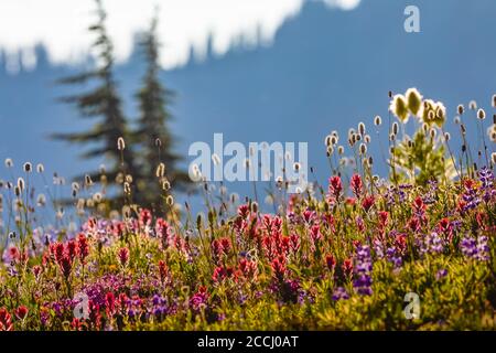 Prairie de fleurs sauvages subalpine le long de la Pacific Crest Trail dans la nature sauvage de Goat Rocks, forêt nationale de Gifford Pinchot, État de Washington, États-Unis Banque D'Images