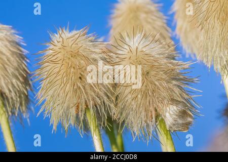 Towhead Baby, Anemone occidentalis, tête de semence le long de la piste de Snowgrass dans la nature sauvage de Goat Rocks, forêt nationale de Gifford Pinchot, Washington Stat Banque D'Images