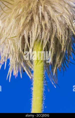 Towhead Baby, Anemone occidentalis, tête de semence le long de la piste de Snowgrass dans la nature sauvage de Goat Rocks, forêt nationale de Gifford Pinchot, Washington Stat Banque D'Images