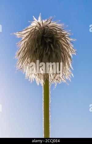 Towhead Baby, Anemone occidentalis, tête de semence le long de la piste de Snowgrass dans la nature sauvage de Goat Rocks, forêt nationale de Gifford Pinchot, Washington Stat Banque D'Images