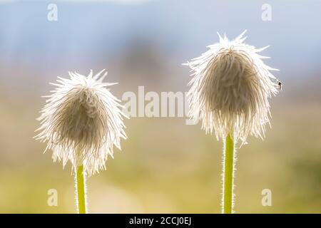 Towhead Baby, Anemone occidentalis, tête de semence le long de la piste de Snowgrass dans la nature sauvage de Goat Rocks, forêt nationale de Gifford Pinchot, Washington Stat Banque D'Images