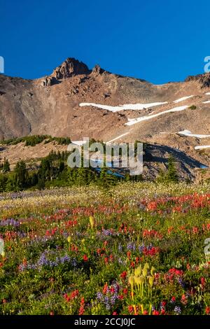 Pré subalpine avec des troupeaux de montagne et des fleurs sauvages le long de la Pacific Crest Trail dans la nature sauvage de Goat Rocks, forêt nationale Gifford Pinchot, W Banque D'Images