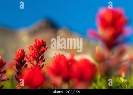 Indian Paintbrush, Castilleja miniata, fleurit dans un pré le long du Pacific Crest Trail dans la nature sauvage de Goat Rocks, Gifford Pinchot National for Banque D'Images