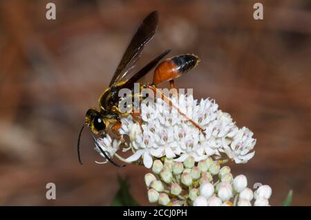 Grande guêpe de Digger d'or, Sphex ichneumoneus, fourrager sur l'herbe à lait aquatique, Asclepias perennis Banque D'Images