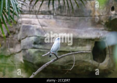 Leucopsar rothschild, Bali myna ou Bali étoiles, espèce endémique en danger critique d'extinction. Bali, Indonésie. Banque D'Images