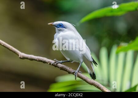 Leucopsar rothschild, Bali myna ou Bali étoiles, espèce endémique en danger critique d'extinction. Bali, Indonésie. Banque D'Images