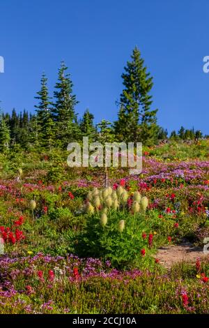 Pinceau écarlate, Castilleja miniata, et Towhead Baby, Anemone occidentalis, dans un pré subalpin le long du Pacific Crest Trail , Goat Rocks Wilde Banque D'Images