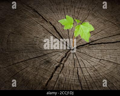 Jeune germe vert qui pousse hors de la souche d'arbre morte. Nouvelle renaissance de la croissance du concept de régénération montrant une jeune vie entourée par l'environnement Banque D'Images