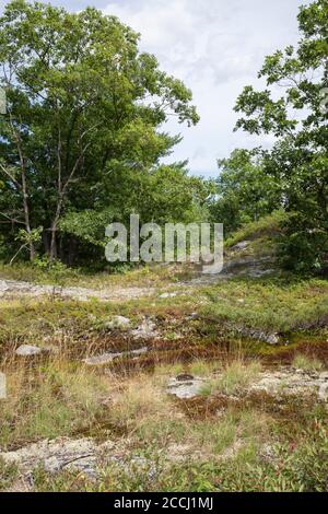 Flore sur le sentier de la roche à la réserve naturelle de Torrance Barrens En Ontario en été Banque D'Images