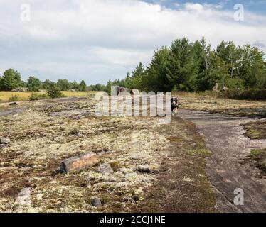 Un chien explorant le sentier rocailleux de Torrance Barrens À Muskoka Banque D'Images