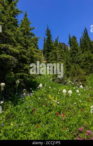 Prairie de fleurs sauvages subalpine le long de la piste de Snowgrass dans la nature sauvage de Goat Rocks, forêt nationale de Gifford Pinchot, État de Washington, États-Unis Banque D'Images