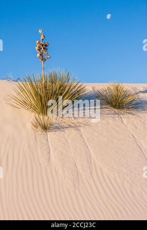 Soaptree Yucca plante sur les dunes de sable au White Sands National Monument au Nouveau Mexique par un froid matin de février. Banque D'Images