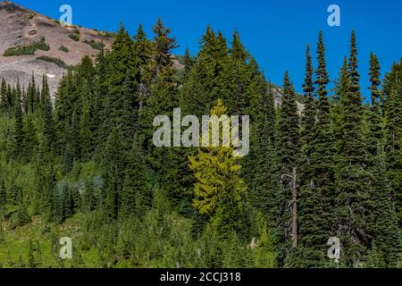 Nootka Cypress, Cupressus nootkatenism, alias Alaska Cedar, jaune-vert contre les sapins et les hemlocks, le long de la Pacific Crest Trail dans les roches de Goat Banque D'Images
