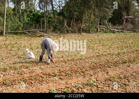 Hoi an / Vietnam - 18 janvier 2020: L'homme vietnamien ancien a été accrouillé dans la plantation de légumes Banque D'Images