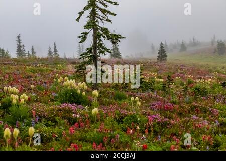 Prairie de fleurs sauvages subalpine le long de la piste de Snowgrass dans la région sauvage de Goat Rocks, forêt nationale de Gifford Pinchot, État de Washington, États-Unis Banque D'Images