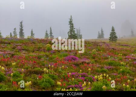 Prairie de fleurs sauvages subalpine le long de la piste de Snowgrass dans la région sauvage de Goat Rocks, forêt nationale de Gifford Pinchot, État de Washington, États-Unis Banque D'Images