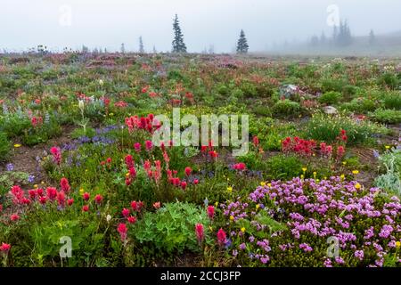 Prairie de fleurs sauvages subalpine le long de la piste de Snowgrass dans la région sauvage de Goat Rocks, forêt nationale de Gifford Pinchot, État de Washington, États-Unis Banque D'Images