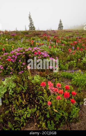 Prairie de fleurs sauvages subalpine le long de la piste de Snowgrass dans la région sauvage de Goat Rocks, forêt nationale de Gifford Pinchot, État de Washington, États-Unis Banque D'Images