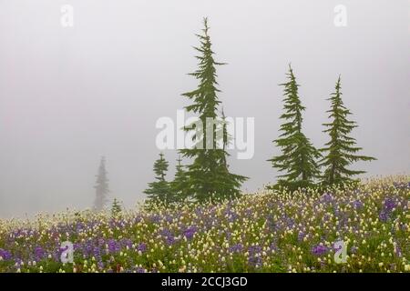 Prairie de fleurs sauvages subalpine avec des troupeaux de montagne le long du sentier Pacific Crest dans la nature sauvage de Goat Rocks, forêt nationale Gifford Pinchot, WASHIN Banque D'Images