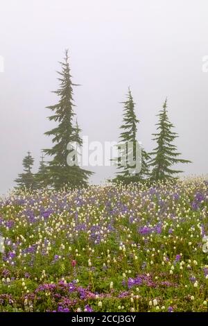 Prairie de fleurs sauvages subalpine avec des troupeaux de montagne le long du sentier Pacific Crest dans la nature sauvage de Goat Rocks, forêt nationale Gifford Pinchot, WASHIN Banque D'Images