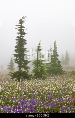 Prairie de fleurs sauvages subalpine avec des troupeaux de montagne le long du sentier Pacific Crest dans la nature sauvage de Goat Rocks, forêt nationale Gifford Pinchot, WASHIN Banque D'Images