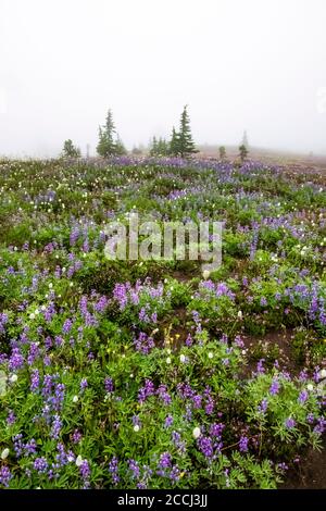 Prairie de fleurs sauvages subalpine avec des troupeaux de montagne le long du sentier Pacific Crest dans la nature sauvage de Goat Rocks, forêt nationale Gifford Pinchot, WASHIN Banque D'Images