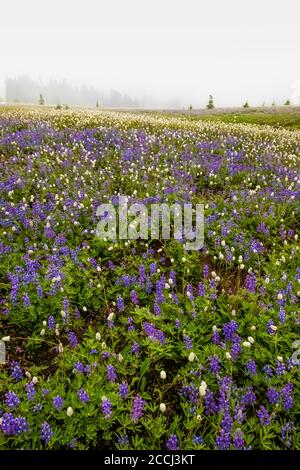 Prairie de fleurs sauvages subalpine avec des troupeaux de montagne le long du sentier Pacific Crest dans la nature sauvage de Goat Rocks, forêt nationale Gifford Pinchot, WASHIN Banque D'Images