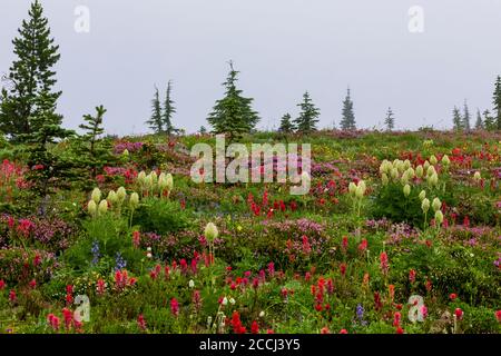 Prairie de fleurs sauvages subalpine le long de la piste de Snowgrass dans la région sauvage de Goat Rocks, forêt nationale de Gifford Pinchot, État de Washington, États-Unis Banque D'Images