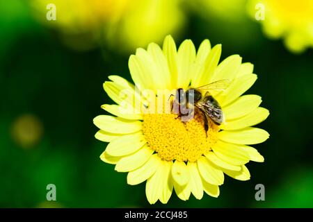 Une photo en gros plan d'une abeille (APIs de la famille des Apidae) sur une fleur jaune vif. Mise au point sélective, faible profondeur de champ. Banque D'Images