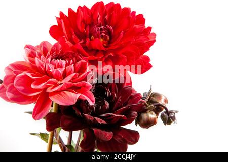 Composition florale de fleurs de dahlia. Bouquet de fleurs arty, rouge vif et rose sur fond blanc Banque D'Images