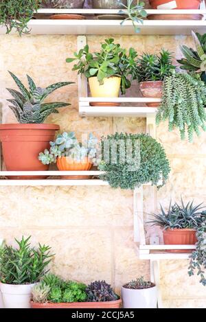 Maison de campagne avec plantes en pot succulentes maison sur étagère blanche contre mur en pierre. Étagères recyclées pour pots de fleurs. Banque D'Images