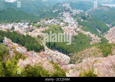 Nara, Japon - cerisiers en fleurs dans la région de Kamisenbon, à Mount Yoshino, Nara, Japon. Le Mont Yoshino fait partie du site du patrimoine mondial de l'UNESCO. Banque D'Images